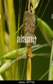 Attēlu rezultāti vaicājumam “Aphomia sociella female”