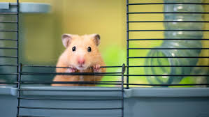 Afbeeldingsresultaat voor hamsters