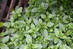 Attēlu rezultāti vaicājumam “Mentha x verticillata leaf”
