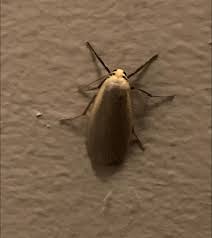 Attēlu rezultāti vaicājumam “Eilema depressa imago”