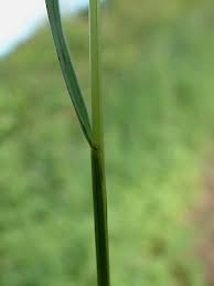 Attēlu rezultāti vaicājumam “Festuca rubra subsp. rubra leaf”