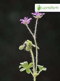 Attēlu rezultāti vaicājumam “Geranium molle leaf”