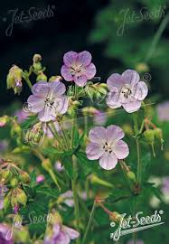 Attēlu rezultāti vaicājumam “Geranium pratense leaf”