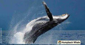 Image result for Megaptera novaeangliae