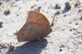 Attēlu rezultāti vaicājumam “Anacampsis blatariella”