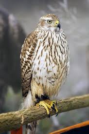 Image result for Falco columbarius