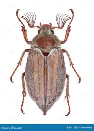 Attēlu rezultāti vaicājumam “Melolontha melolontha imago”