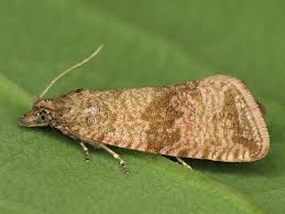 Attēlu rezultāti vaicājumam “Celypha striana”