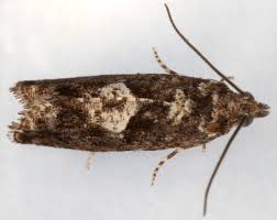 Attēlu rezultāti vaicājumam “Epinotia immundana”