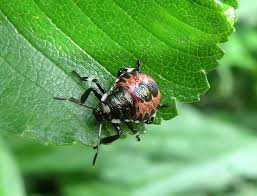 Attēlu rezultāti vaicājumam “Pinthaeus sanguinipes”
