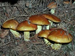 Attēlu rezultāti vaicājumam “Suillus granulatus”