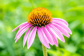 Image result for Echinacea Lustre hybrids