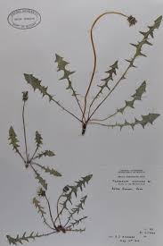 Attēlu rezultāti vaicājumam “Taraxacum suecicum”