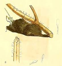 Attēlu rezultāti vaicājumam “Typhula setipes”