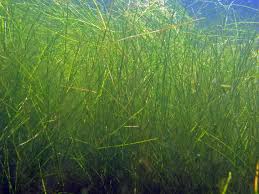 Attēlu rezultāti vaicājumam “Stuckenia pectinata”