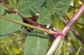 Attēlu rezultāti vaicājumam “Astragalus glycyphyllos flower”