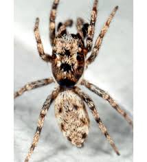 Attēlu rezultāti vaicājumam “Salticus sp.”