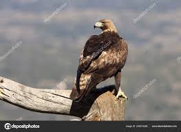 Attēlu rezultāti vaicājumam “Aquila chrysaetos adult”