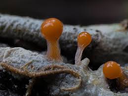 Attēlu rezultāti vaicājumam “Trichia sp.”