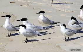 Attēlu rezultāti vaicājumam “Sterna sandvicensis adult”