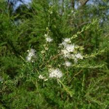 Attēlu rezultāti vaicājumam “Trichia ambigua”