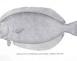 Image result for Paralichthys albigutta