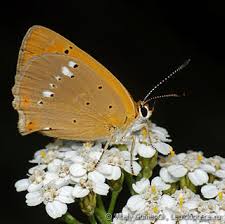 Attēlu rezultāti vaicājumam “Lycaena virgaureae underside”