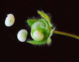 Attēlu rezultāti vaicājumam “Veronica filiformis bud”