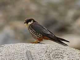 Attēlu rezultāti vaicājumam “Falco subbuteo”