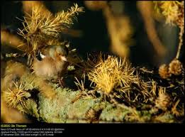 Attēlu rezultāti vaicājumam “Fringilla coelebs nest”