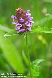 Attēlu rezultāti vaicājumam “Prunella vulgaris flower”