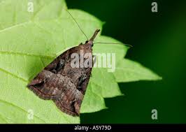 Attēlu rezultāti vaicājumam “Hypena rostralis”