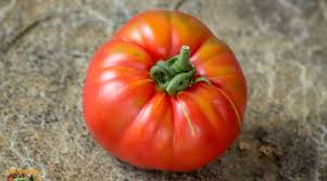 Afbeeldingsresultaat voor marmande jaune tomato