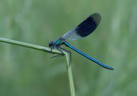 Attēlu rezultāti vaicājumam “Calopteryx splendens”