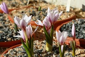 Attēlu rezultāti vaicājumam “Colchicum szovitsii subsp. szovitsii flower”