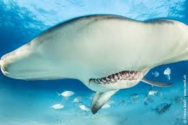 Image result for Sphyrna mokarran