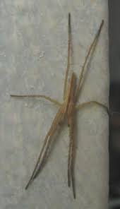 Attēlu rezultāti vaicājumam “Tibellus oblongus”