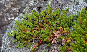 Attēlu rezultāti vaicājumam “Empetrum nigrum flower”