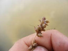 Attēlu rezultāti vaicājumam “Stuckenia filiformis bud”