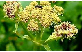 Attēlu rezultāti vaicājumam “Levisticum officinale flower”