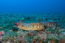 Image result for Muraena helena