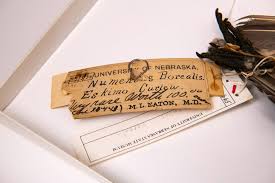 Image result for Numenius borealis