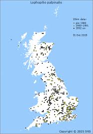Attēlu rezultāti vaicājumam “Lophopilio palpinalis”