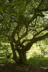 Attēlu rezultāti vaicājumam “Malus mandshurica”