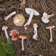 Attēlu rezultāti vaicājumam “Amanita rubescens”