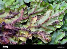 Attēlu rezultāti vaicājumam “Conocephalum salebrosum sporophyte”