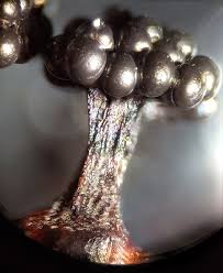 Attēlu rezultāti vaicājumam “Metatrichia vesparia spores”