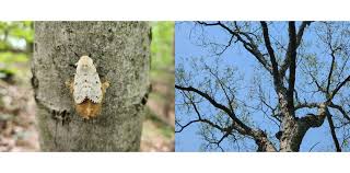 Attēlu rezultāti vaicājumam “Badhamiopsis macrospora sessile”