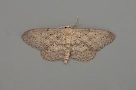 Attēlu rezultāti vaicājumam “Idaea seriata”