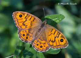Attēlu rezultāti vaicājumam “Lasiommata megera”